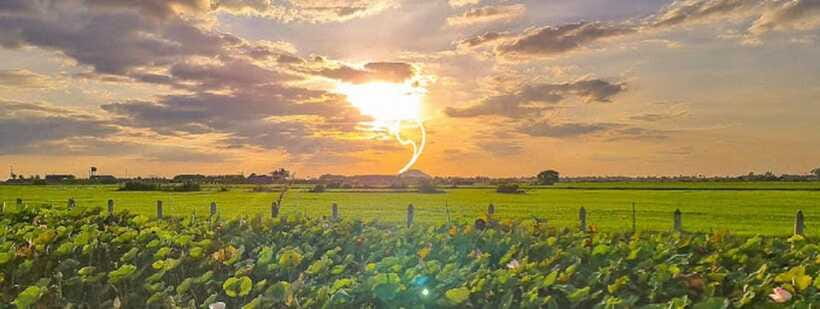 SiemReap Sunset Dinner Riding an Ox-Cart at Rice Paddy Field - Who will enjoy this evening most