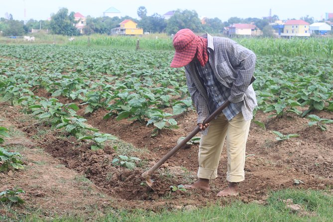 Silk Island & countryside of Phnom Penh by Tuk Tuk - Bean Curd, Ginger Fields, and Everyday Food
