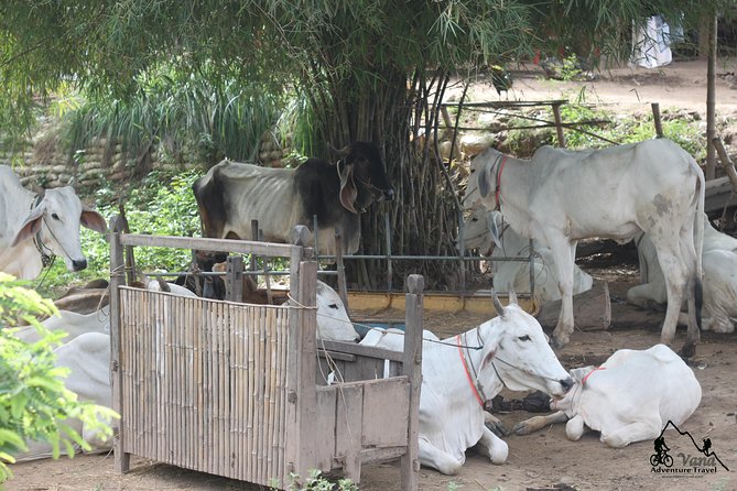 Silk Island & countryside of Phnom Penh by Tuk Tuk - Temples, Nuns, and a Slower Pace
