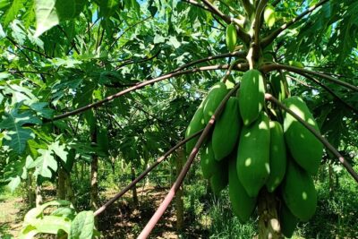 Silk Island Cycling Adventure & lunch with locals